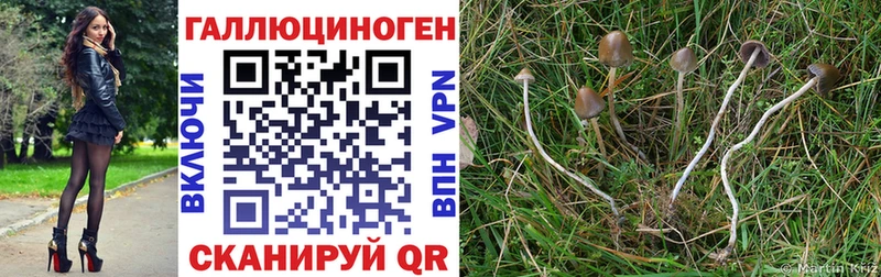 Псилоцибиновые грибы Cubensis  Якутск 